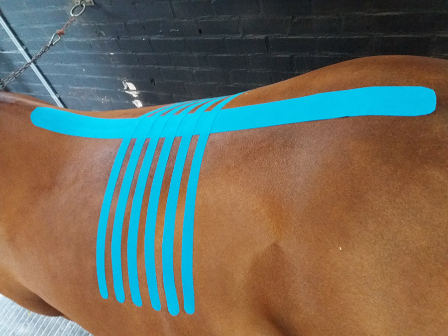 Medical Taping Concept bij paarden