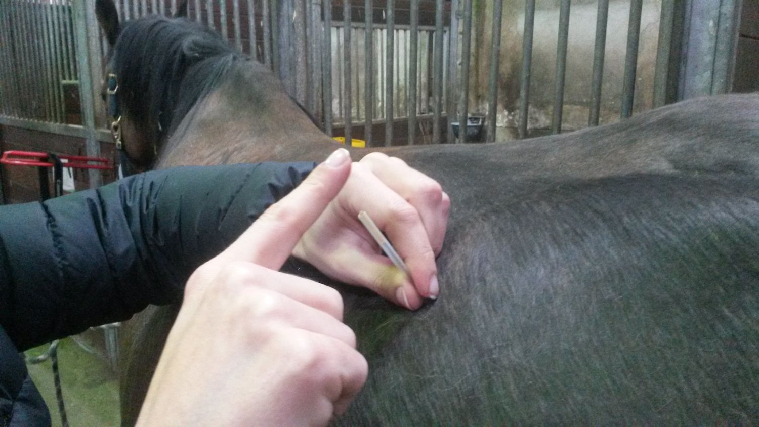 Dry Needling bij paarden